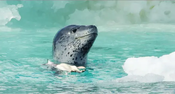  ?? PHOTOS: DAPHNE BRAMHAM ?? A leopard seal comes up for air after having killed an Adelie penguin chick. The chicks have only recently fledged and are easy prey for these seals.