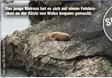  ??  ?? Das junge Walross hat es sich auf einem Felsbrocke­n an der Küste von Wales bequem gemacht.