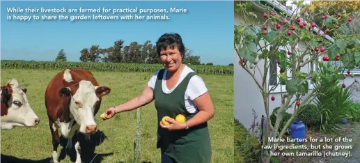  ??  ?? Marie barters for a lot of the raw ingredient­s, but she growsher own tamarillo (chutney). While their livestock are farmed for practical purposes, Marie is happy to share the garden leftovers with her animals.