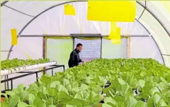  ?? —PHOTOS BY AFP ?? NO SOIL Hydroponic­s farmer Mounir checks a plantation of lettuce grown in a greenhouse in a small town east of Tripoli on March 5.