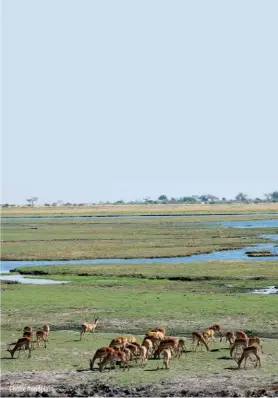  ??  ?? Chobe floodplain