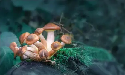  ??  ?? Backers of the mushroom measure say the psilocybin drug can be used to help with depression, anxiety, post-traumatic stress and other conditions. Photograph: Juris Kraulis/Alamy Stock Photo/Alamy Stock Photo