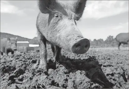  ?? File, Mike Groll / AP ?? Wild hogs, like these in a holding pen at Easton View Outfitters in Valley Falls, N.Y., cause millions of dollars of damage to crops and farm property annually, resulting in intensive efforts to develop new tools to control and reduce feral hog...