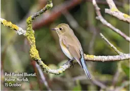  ??  ?? Red-flanked Bluetail, Holme, Norfolk, 15 October