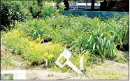  ?? (NWA Democrat-Gazette/Lynn Atkins) ?? Perennials, dug from Bella Vista gardens, wait in the sand beds at the wastewater treatment plant for the annual Bella Vista Garden Club plant sale, which ended June 13.