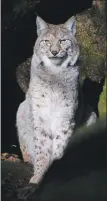  ?? Photograph: Chris Godfrey. ?? The Eurasian lynx – returning to Scotland?