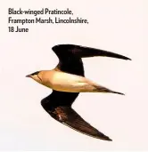  ??  ?? Black-winged Pratincole, Frampton Marsh, Lincolnshi­re, 18 June