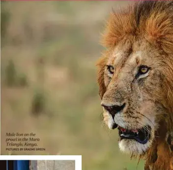  ?? PICTURES BY GRAEME GREEN ?? Male lion on the prowl in the Mara Triangle, Kenya.