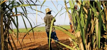  ?? (Sipa) ?? El sector azucarero tuvo su máximo esplendor durante la Segunda Guerra Mundial y posteriorm­ente bajo el campo socialista.