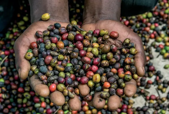  ??  ?? Grains of ripe coffee in the handbreadt­hs of a Ugandan
