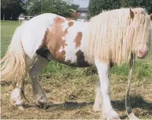  ??  ?? The boxer’s horse, Raspy.