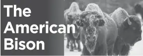  ?? photos courtesy NPS ?? Mini Fact: In 2016, the American bison was named our national mammal.