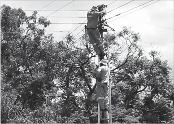  ??  ?? Zesa electricia­ns attend to a fault in the Sauerstown area of Bulawayo which had gone for almost three days without power. Zesa blames overgrown trees and the current rainfall for the regular power outages