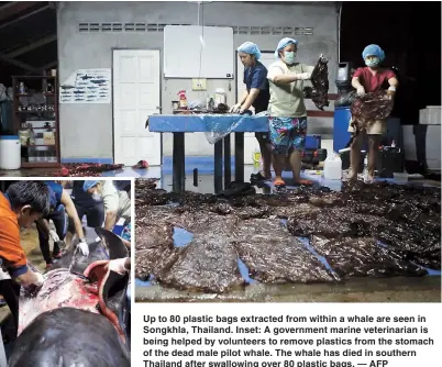  ??  ?? Up to 80 plastic bags extracted from within a whale are seen in Songkhla, Thailand. Inset: A government marine veterinari­an is being helped by volunteers to remove plastics from the stomach of the dead male pilot whale. The whale has died in southern...