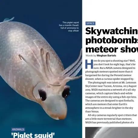  ??  ?? This piglet squid has a mantle (head) full of ammonia to stay afloat