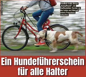  ??  ?? Friedlich trabt dieser „Kampfhund“, ein Staffordsh­ire Terrier, an der Leine am Fahrrad seines Frauchens nebenher.
