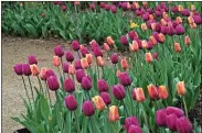  ?? PHOTO COURTESY MELINDAMYE­RS.COM ?? Providing proper care to tulips and other spring flowering bulbs will extend your enjoyment and keep them coming back for years.