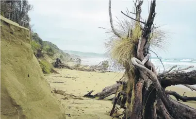 ?? PHOTO: FERGUS SUTHERLAND ?? Hungry oceans . . . Coastal erosion at Tahakopa Beach, in the Catlins. Dunedin author Neville Peat will speak on the subject of ‘‘The Invading Sea’’ in Owaka on Saturday.