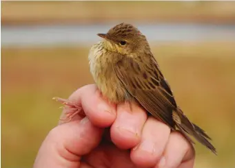  ?? ?? THREE: Lanceolate­d Warbler (Unst, Shetland, 12 October 2009). This in-the-hand juvenile shows the almost ‘baby pipit’ look of Lanceolate­d Warbler – a function of a slightly short bill and well-streaked crown. The short, narrow tail, short primary projection and upperparts streaking are also shown to good effect, as is the crisp contrast in the tertial fringes, while the ‘necklace’ of upper breast streaking is reasonably well defined. The completely fresh plumage in autumn ages the bird to its first calendar year, as adults at this time have worn and fresh primaries with sharp points on the tips of the worn feathers. The paucity of streaking on the underparts is another indication of age.