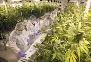  ?? Canadian Press photo ?? Production staff harvest marijuana plants inside the flowering room at Harvest One Cannabis Inc. in Duncan, B.C..