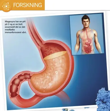  ??  ?? Magesyre har en pH på 2 og er en helt essensiell del av det medfødte immunforsv­aret vårt.