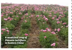  ??  ?? A medicinal crop of Paeonia lactiflora in Eastern China