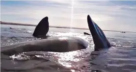 ??  ?? Maniobra. Una de las ballenas se da vuelta a metros del kayak, que avanza.