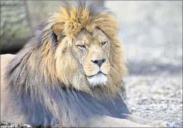  ?? Pictures: Port Lympne ?? Adras, head of lion pride at Port Lympne, has died