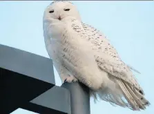  ?? LISA GRANGER ?? A snowy owl perched atop the Atlas Tube centre in Lakeshore is expected to depart to the Arctic soon for spring breeding season.