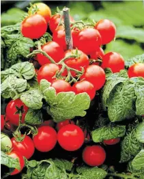  ??  ?? Sweet N Neat Scarlet tomato may be just what you need on the porch patio or deck.