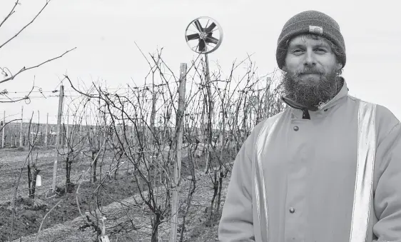  ?? JASON MALLOY ■ SALTWIRE NETWORK ?? Agricultur­e and Agri-food Canada plant physiologi­st Harrison Wright in the vineyard at the Kentville Research and Developmen­t Centre earlier this year.