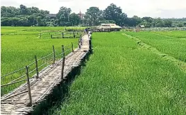  ??  ?? A bamboo walkway over a rice field is one of the popular stops for visitors to take pictures. It was made by locals as a shortcut for visiting Wat Phrathat San Don in Mae Tha district. The temple is about 16km from the Ban Sam Kha community.