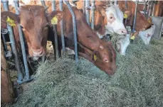  ?? FOTO: KARL-JOSEF HILDENBRAN­D/DPA ?? Stall der Familie Uhlemair: Um Milch zu geben, müssen Kühe Kälber bekommen. Doch ihre Aufzucht lohnt sich oft nicht.