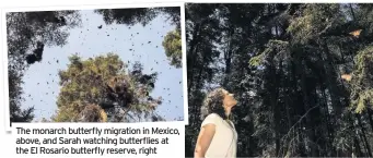  ??  ?? The monarch butterfly migration in Mexico, above, and Sarah watching butterflie­s at the El Rosario butterfly reserve, right