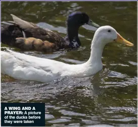  ??  ?? A wINg ANd A
PrAYEr: A picture of the ducks before they were taken