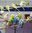  ?? Foto: Judith Roderfeld ?? Diese Vögel im Tierheim suchen ein gu tes Zuhause.