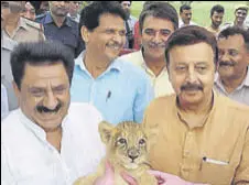  ?? HT PHOTO ?? Haryana forests and wildlife minister Rao Narbir Singh (right) with a lion cub at the Pipli zoo in Kurukshetr­a on Tuesday.