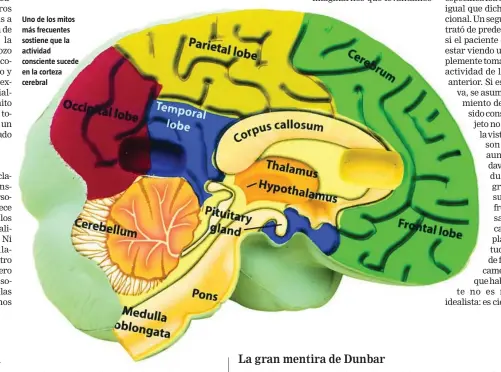  ??  ?? Uno de los mitos más frecuentes sostiene que la actividad consciente sucede en la corteza cerebral