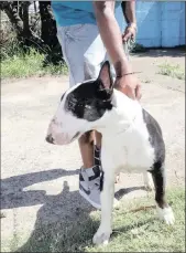  ?? PICTURE: MOTSHWARI MOFOKEN/AFRICAN NEWS AGENCY/ANA ?? Dog-owner Shervan Naidoo, who did not want to be pictured, at the Mount Edgecombe Veterinary Clinic with his dog, Chico, which he found with injuries believed to have come from dog-fighting at an informal settlement in Inanda.
