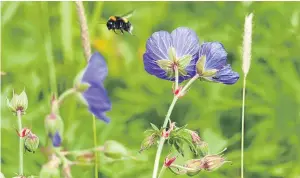  ??  ?? “This bumble bee was busy on some geraniums near the Tay in Perth,” says Eric Niven of Dundee.