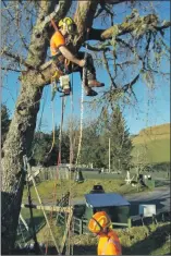  ?? ?? Right: Treeworks Oban staff position the replica Kilbride Bell under a larch tree.