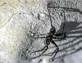  ?? IAIN MCGREGOR/ STUFF ?? New Zealand’s largest and rarest spider, spelungula cavernicol­a, is being disturbed by curious tourists and driven further and further into the cave system.