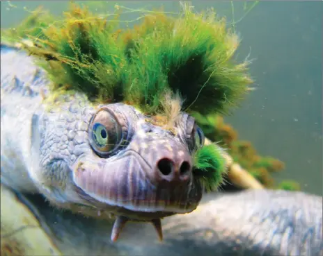  ?? Pictures: Chris van Wyk via Reuters ?? ONCE A POPULAR PET: Australia’s Mary River Turtle is now officially among the most endangered reptiles.