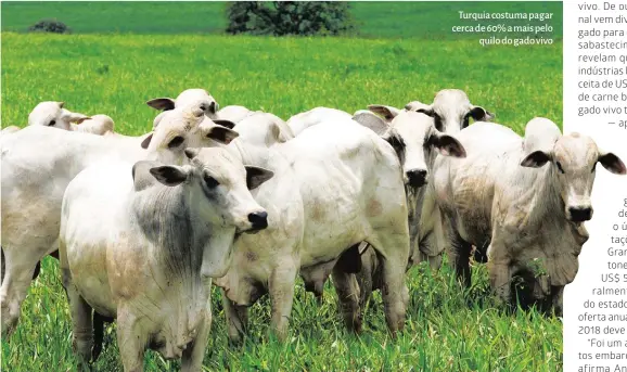  ??  ?? Turquia costuma pagar cerca de 60% a mais pelo quilo do gado vivo