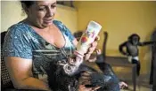  ?? RAMON ESPINOSA/AP ?? Zoologist Martha Llanes feeds Ada, a baby chimpanzee, while Anuma II, right, looks on, in Llanes’ place in Havana.