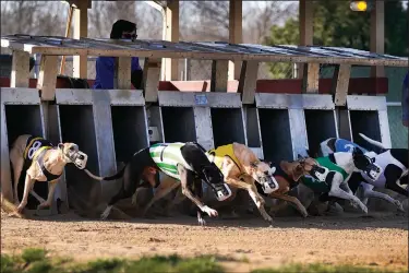  ?? ?? Greyhounds run April 16 at the start of a race at the Iowa Greyhound Park.