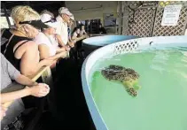  ?? Pam LeBlanc / Austin American Statesman ?? Kemp’s Ridley sea turtle Allison lost three flippers in a predator attack. She uses a prosthetic rudder to swim at Sea Turtle Inc.