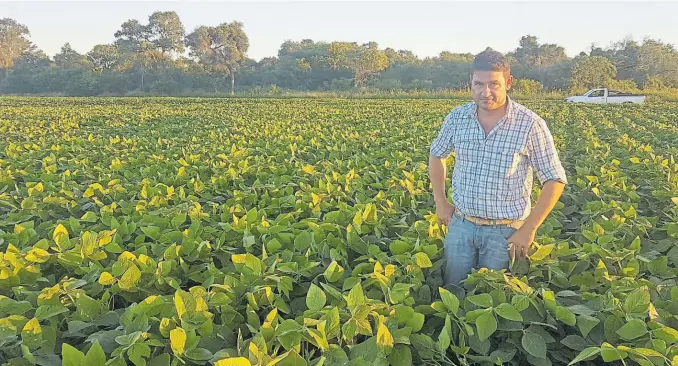  ??  ?? De frente. Hugo Mariá en un lote de soja cerca de Villa Angela, Chaco. La oleaginosa en la zona promedia rindes de 1.800-2.000 kilos, y crece con las nuevas variedades adaptadas.