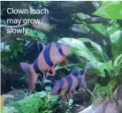  ?? ?? Clown loach may grow slowly.