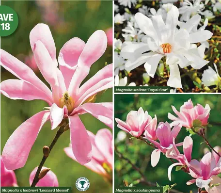  ??  ?? Magnolia x loebneri ‘Leonard Messel’
Magnolia stellata ‘Royal Star’
Magnolia x soulangean­a